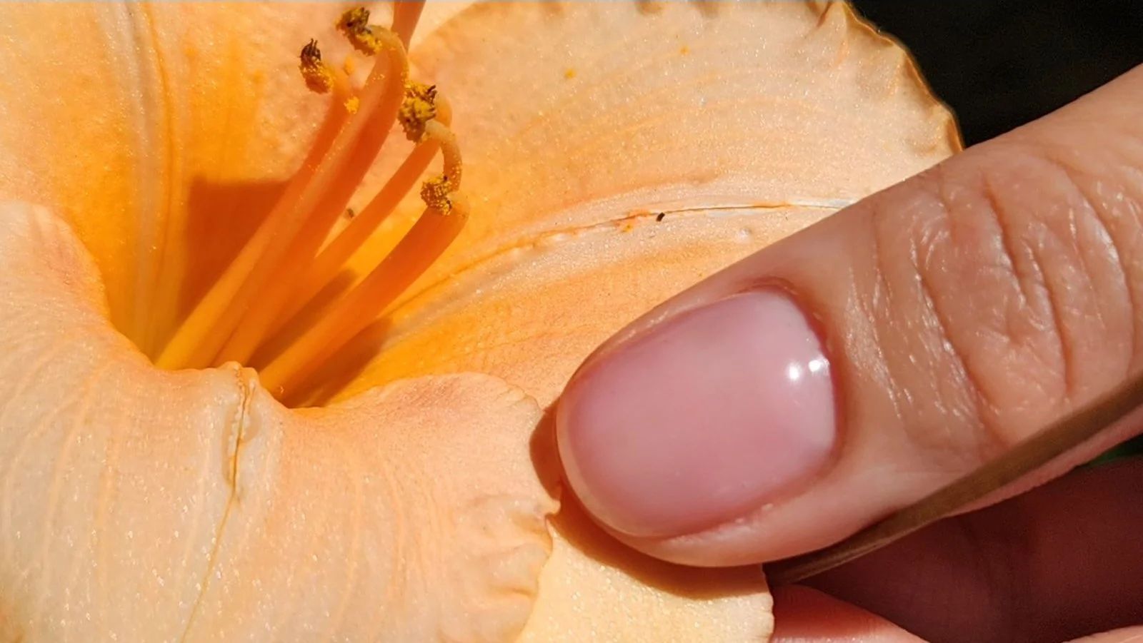 Nail Art at Megan Ho Nail Salon